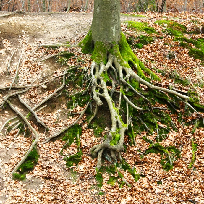 a tree that has some roots on it